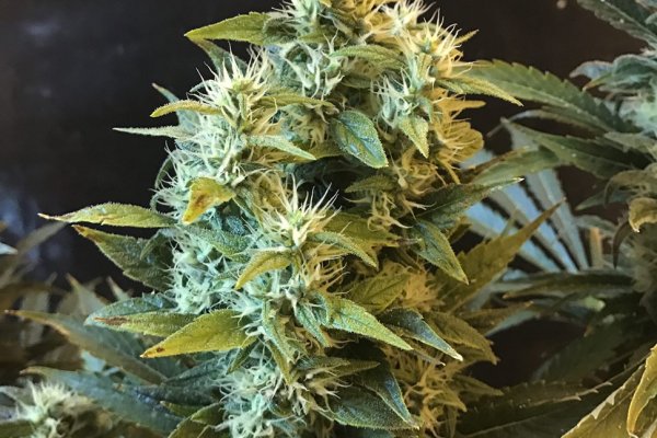 Krab10.cc - полное руководство