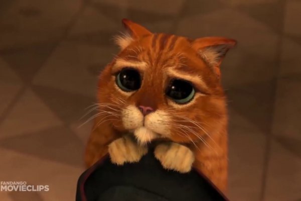 Современные методы на магазины котиков